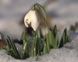 snowdrop-frost